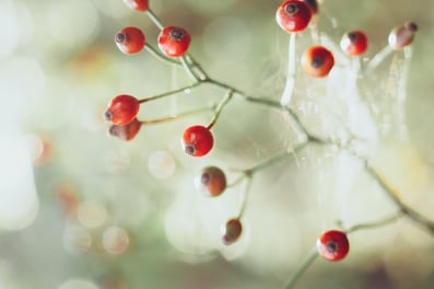 Dubach Garten Kundengärtner Liegenschaftspflege
