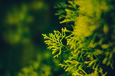 Dubach Garten Kundengärtner Bäume schneiden 