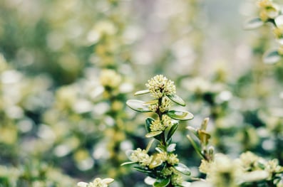 Dubach Garten Kundengärtner Rabatten Pflege vom Fachgärtner