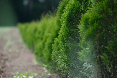 Dubach Garten Kundengärtner Hecke und Sträucher