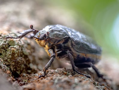 Ein Urwaldrelikt auf Wanderschaft: Der Juchtenkäfer im Rainer Wald. Foto. Ralph Sturm