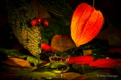 Experimentelle Fotografie - Tropfen im Herbst