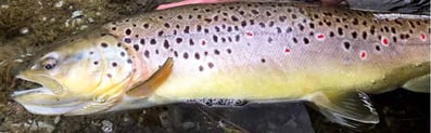Big Trout, grosse Bachforelle mit Stucki Thun Wobbler Quarry 50 gefangen