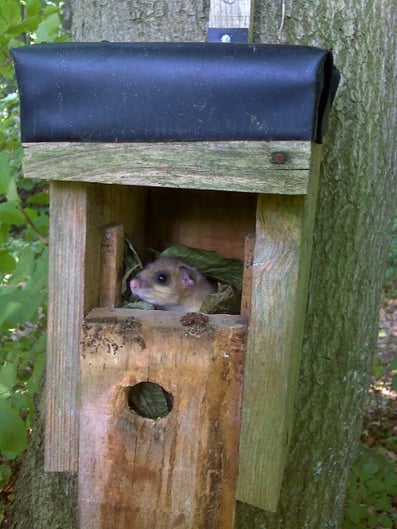Bilch in Nistkasten - Foto: NABU/I. Willenbockel