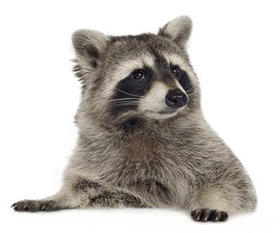 image raton laveur transparent sur fond blanc détouré pour illustration site web devoir ecole college