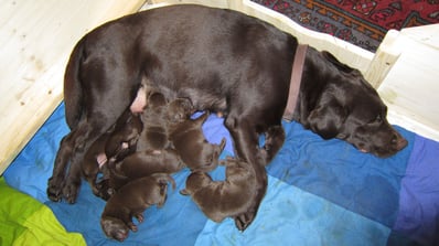 Hündin mit Labrador Retriever Welpen
