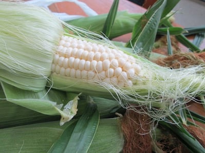 スマイルベジタブル和久井/トウモロコシ/野菜ソムリエ/東京インテリア/東京デザインセンター/家具/栃木県鹿沼市