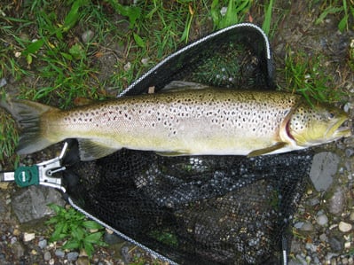 zubis-fischerboerse Webseite!