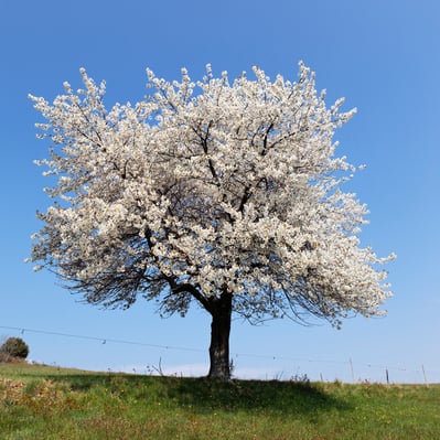 Shiatsubehandlung Region Thun