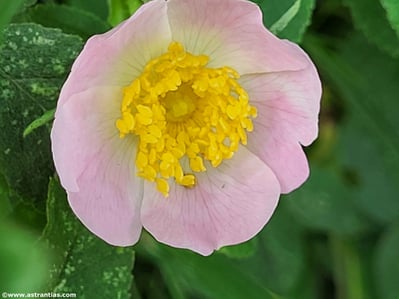Rosa mollis - Weiche Rose