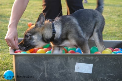 Hundeschule Wien - Welpenkurs