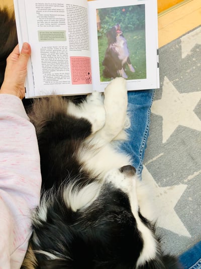 Standard Australian Shepherd Emmely mit Buch Pfote drauf