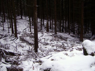 Halde im Sebnitzer Wald