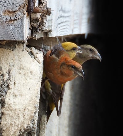 Fichtenkreuzschnabelmännchen (Foto: Antje Geigenberger)