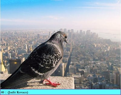 If you were a bird, ...