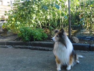 2013.09.07 (Tue) Okra and Erie