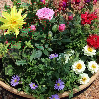 生産直売の宮子花園は、四季折々の花やグリーンで長く楽しめる寄せ植えを、ご予算に合わせてお作りいたします。春の花苗で寄せ植えすると、夏まで華やかな寄せ植えを楽しめます。ギフト用にラッピングして全国発送も承ります。