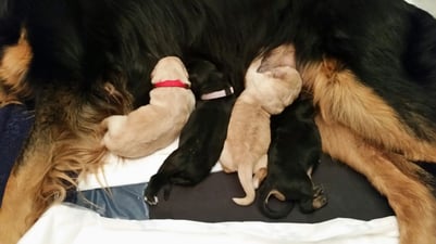 Vierlinge bei Wolffs Wächter