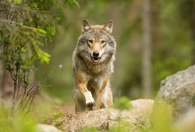 cri hurlement loup animaux