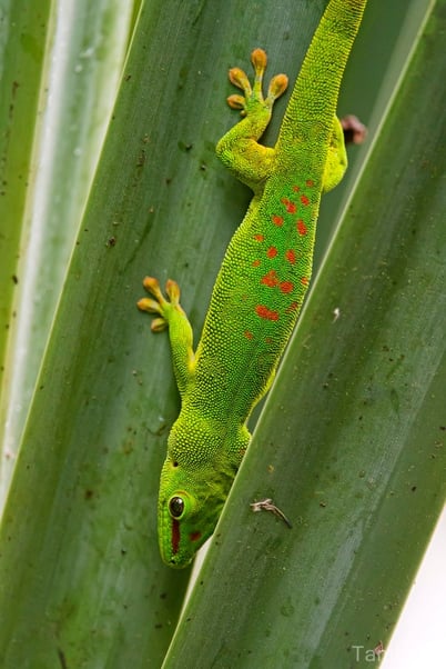 fiche animaux gecko