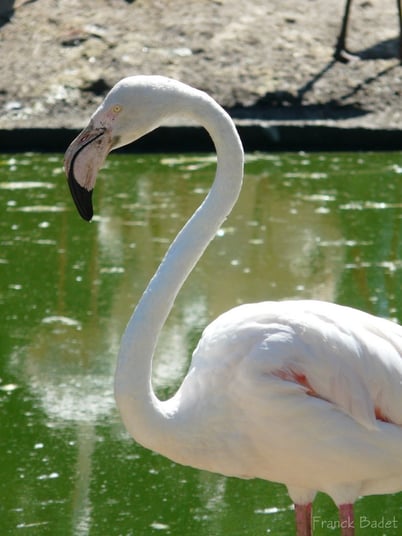 (photo Franck Badet)