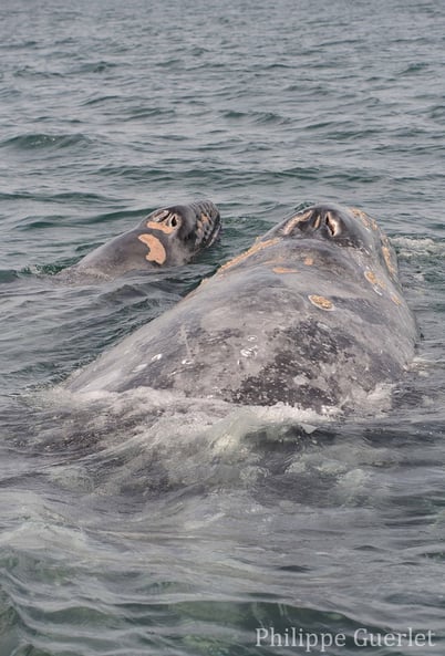 fiches animaux baleine et baleineau