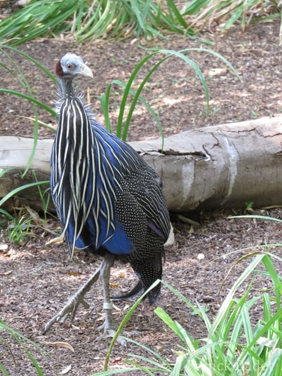 Fiches animaux pintade vulturine