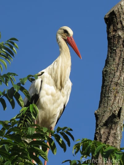 Fiches animaux cigogne