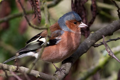 chant cri pinson oiseaux