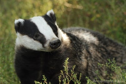 cri blaireau ecoutez