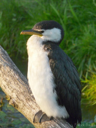 (photo Franck Badet)