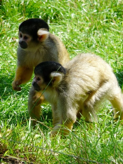 fiches animaux saimiri