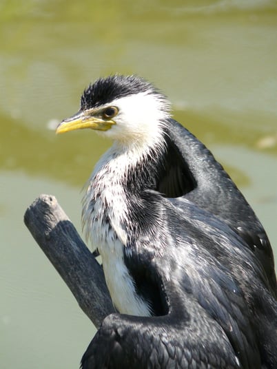 (photo Franck Badet)