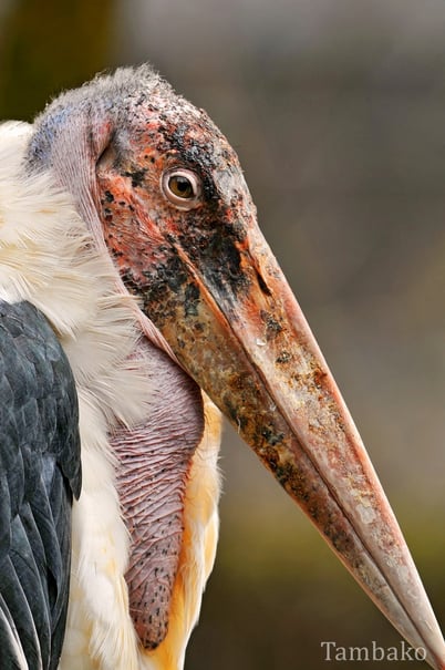 Fiches animaux marabout