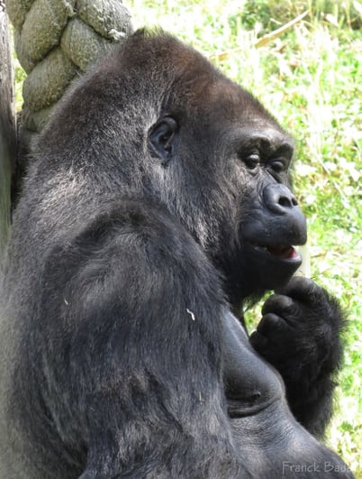 gorilla