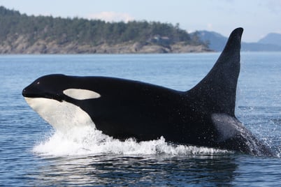 cri chant orque animaux