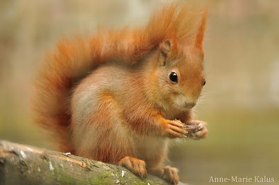 cri ecureuil roux animaux