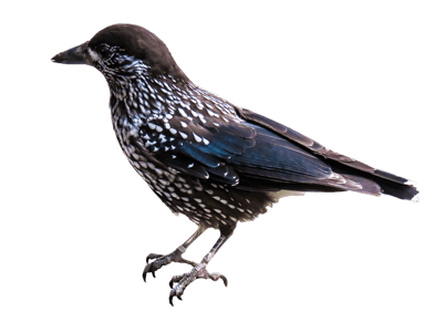 etourneau sansonnet transparent png sur rond blanc