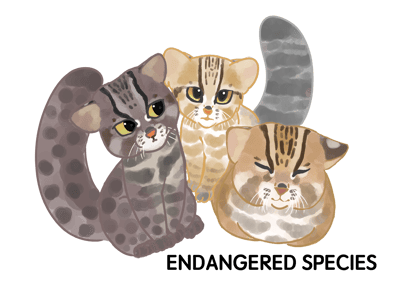 イリオモテヤマネコは沖縄県西表島の固有種であり、特別天然記念物。 イリオモテヤマネコよりも知名度は劣るが、対馬だけに生息するのがツシマヤマネコ。国の天然記念物に指定されている。 どちらも尾は先端まで太く、胴長で四肢は太く短い。耳の後ろに白い斑点があるのがヤマネコの特徴だ。 土地開発による生息地の減少や感染症、交通事故などにより野生の個体数が減少。交通事故での死亡数を減らすため、看板や道路標識を設置したり、保護センターでの研究を進めるなど保護活動が実施されている。