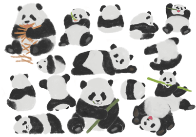 「ジャイアントパンダ」中国名:大熊猫 パンダといえば中国だが、中国全土ではなく四川省などの一部の地域に生息している。 可愛らしい見た目と行動で大人気のパンダ。 今現在、日本では以下の3つの施設で会うことができる。 上野動物園(東京都台東区) アドベンチャーワールド(和歌山県白浜町) 王子動物園(兵庫県神戸市) 尾は黒ではなく白。 「第六の指」と呼ばれる突起を持ち、竹などをつかんで食べることができる。 単独行動を好み、縄張り意識が強い。冬眠はしない。