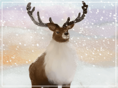 トナカイ / Reindeer (Caribou) サンタクロースだけでなく、人々が乗るソリをを引いてくれる動物としても有名なトナカイですが、実は絶滅の危機に瀕しています。 トナカイは、人類が最初に飼うようになった動物のひとつでもあり、シカの仲間の中ではトナカイだけが、オスメスどちらも角をもっています。 トナカイは群れで行動することが多く、集団で移動するときは5万〜10万頭もの大群になることも。