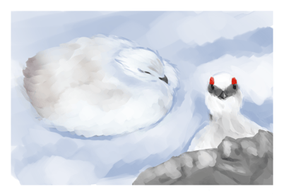 「ライチョウ」 氷河期からの貴重な生き残りであり、特別天然記念物。 主に標高約2,000メートル以上の高山帯に生息している。 夏は白黒茶の斑模様・冬はほぼ全身純白となり、季節によって羽毛の色が変化する。 爪を除く脚全体があたたかい羽毛で覆われている。この特徴を持つキジ類は他にいない。 オスの目の上には赤色の肉冠がある。