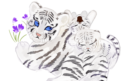 「ホワイトタイガー」ホワイトタイガーは独立した種ではなく、ベンガルトラの白変種。 インドでは古くから神聖な生き物として崇められてきた。 野生のホワイトタイガーは、1951年にインドで捕獲されたのを最後に未だ確認されていない。 動物園や保護施設にいるホワイトタイガーは全世界で約250頭、日本にはこのうちの30頭ほどしかいない希少種である。 野生のトラは、現在約4000頭前後と推定されており、ベンガルトラを含むトラの亜種9種すべてが絶滅危惧種や近絶滅危惧種に指定されている。