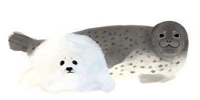 「ゴマフアザラシ」タラ、サンマからイカ、タコ、エビ、カニまで口に入るものならなんでも食べる。 生後約1〜3週間の赤ちゃんは、氷の上において天敵に見つかりにくいように白(クリーム)色の毛で覆われている。 水族館ではよく見かける可愛らしいフォルムのゴマフアザラシだが、野生では、氷の消失により赤ちゃんが溺れたり、捕食されてしまうなど、危機に瀕している状況も確認されている。絶滅危惧種である。 今年、カナダでは地球温暖化により氷が全て融解してしまったことで、ゴマフアザラシの姿がみられず、見学ツアーが中止になる