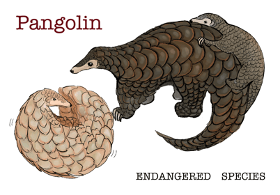 哺乳類。鱗は縁が刃物のように鋭く、長い尻尾を振り回すことで攻撃をすることもできる。 食用、伝統薬の原料、革製品への利用を目的として大量に密漁・密輸され、全8種が絶滅の危機に瀕している。 華南農業大学の研究者が新型コロナウイルスの中間宿主になった可能性があるとコメント。ニュースで大きく取り上げられるようになった。