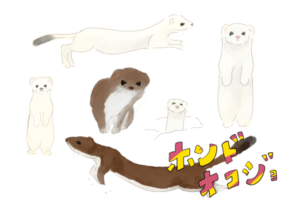 「ホンドオコジョ」準絶滅危惧種。 日本にはホンドオコジョとエゾオコジョの2種類が生息している。ホンドオコジョの方が体が小さい。 可愛らしい見た目から「森の妖精」「山の妖精」などと呼ばれ親しまれている。 夏は白と褐色、冬は白色になり、 夏毛の時も冬毛の時も、尾の先端が黒いのが特徴。