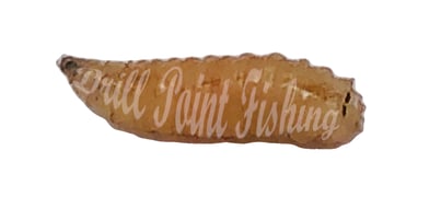 Drill Point Fishing Onlineshop - Angelmaden, Fliegenmaden jetzt günstig online kaufen!