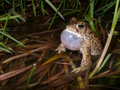 Foto: Ricky Stankewitz Die Kreuzkröte