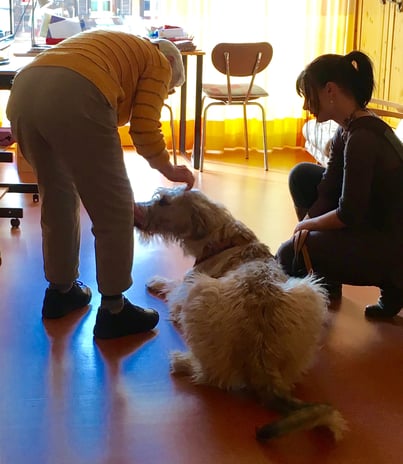 Ein Irischer Wolfshund besucht mit seiner Halterin eine Seniorin und wird mit Streicheleinheiten begrüsst