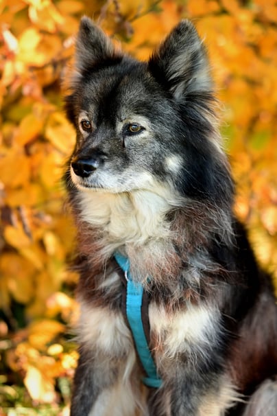 Lapinkoira - autumnvibes